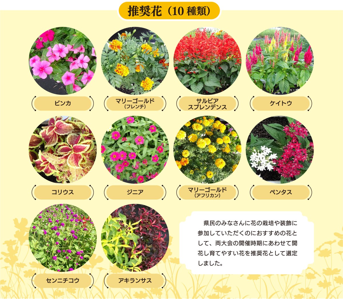 推奨花１０種類