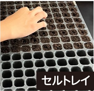 セルトレイ
