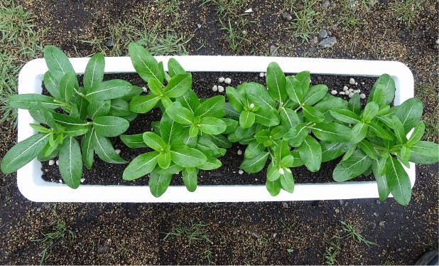 プランターへの植え付け（定植）