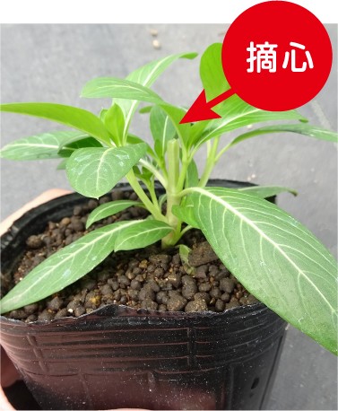 摘心