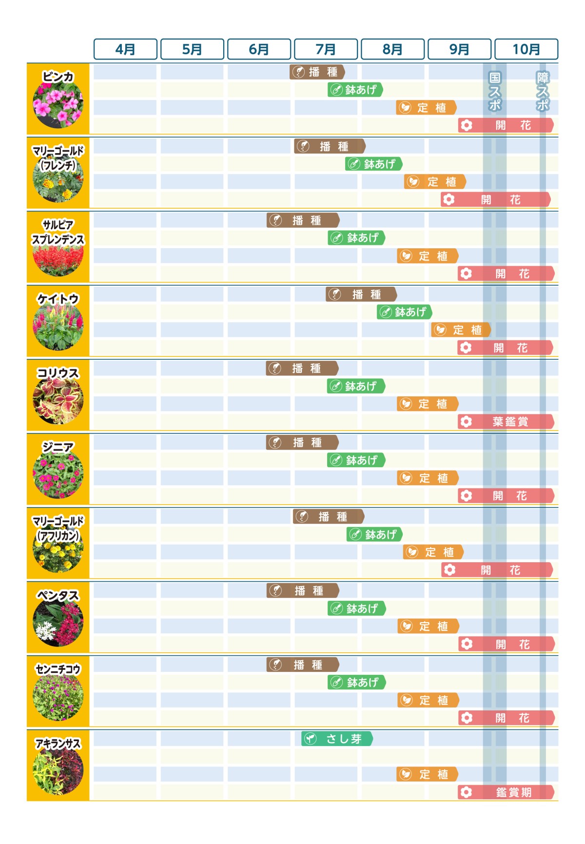 栽培スケジュール早見表